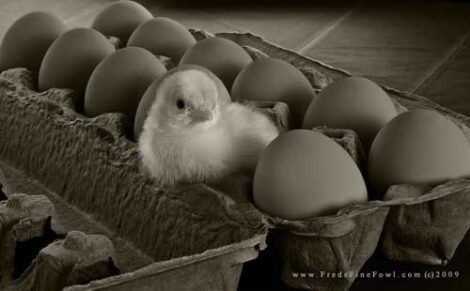 Receiving Day Old Chicks From The Hatchery Image